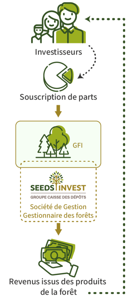 Investisseurs investissant dans la gestion forestière via Seeds Invest.